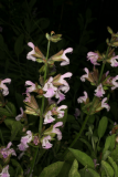 Salvia officinalis RCP6-09 048.jpg